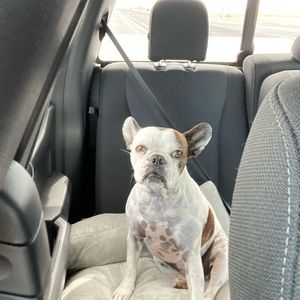 Meet your Posher, Steven